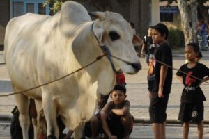 Jokowi Sumbangkan Sapi 1,1 Ton Untuk Idul Kurban Tahun Ini