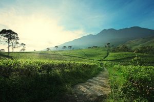 Destinasi Wisata Alam Pelepas Penat Daerah Solo Dan Sekitarnya