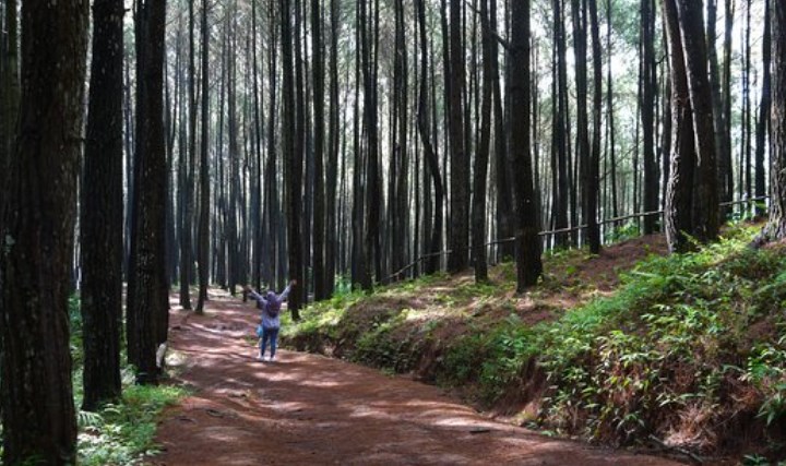 Menjelajahi-Indahnya-Hutan-Pinus-Wonoasri-Yang-Menyuguhkan-Pesona-Lereng-Lawu-Selatan
