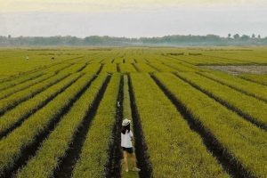 Mengintip Indahnya Ladang Bawang Kretek Bantul Yogyakarta