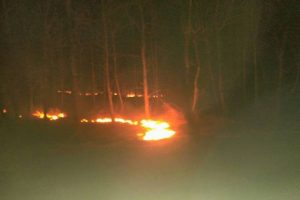 Breaking News : Kebakaran Hutan Jati Situbondo Menjalar Ke Arah Banyuwangi
