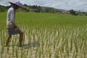 Peningkatan Produksi Padi, 2045 Indonesia Jadi Lumbung Pangan Dunia