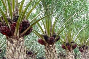 ESDM: Limbah Sawit Bisa Digunakan Jadi Sumber Energi Terbarukan!
