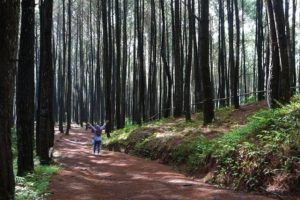 Menjelajahi Indahnya Hutan Pinus Wonoasri Yang Menyuguhkan Pesona Lereng Lawu Selatan