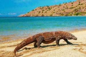 5 Objek Wisata di Taman Nasional Komodo Ini Wajib Anda Kunjungi Di Musim Libur