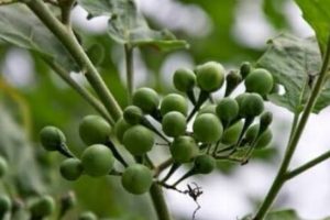 Asam Urat Dan Mata Minus Minggat Dengan Mengkonsumsi Buah Ajaib Ini!