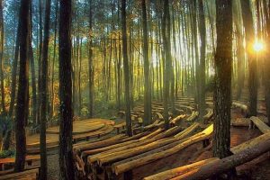 Back to Nature, Kunjungi Salah Satu dari 5 Wisata Hutan Pinus di Indonesia Ini!