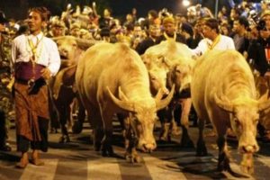 Keraton Surakarta Siapkan 7 Kebo Bule Untuk Kirab Pusaka Malam 1 Sura