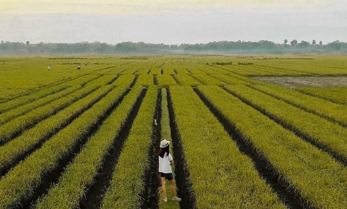 Mengintip Indahnya Ladang Bawang Kretek Bantul Yogyakarta