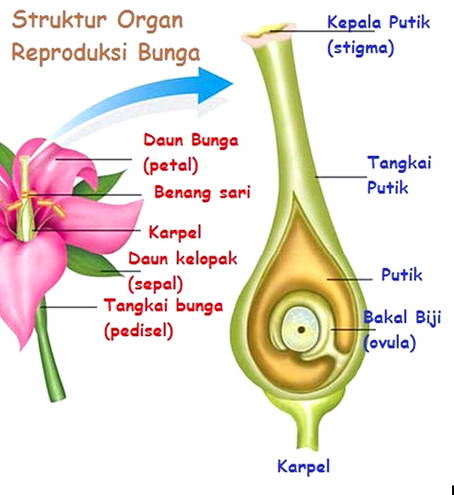 Gambar Bagian Bagian Bunga Harian Nusantara