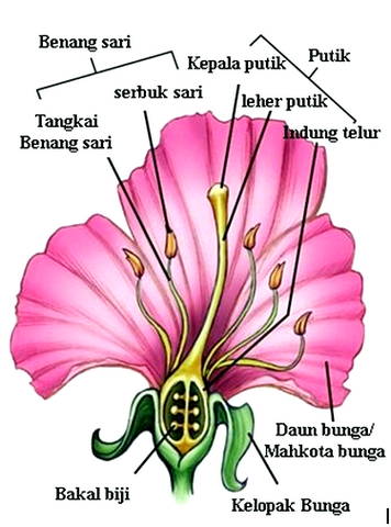 Gambar Bagian Bagian Bunga Harian Nusantara