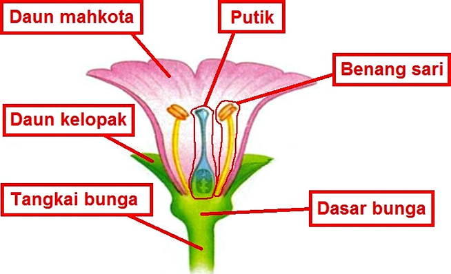Gambar Bagian-Bagian Bunga | Harian Nusantara