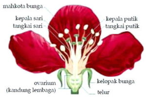 Gambar Bagian-Bagian Bunga