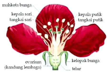 Bagian Bagian Bunga Lili