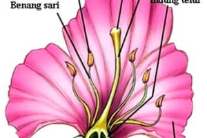 Gambar Bagian – Bagian Bunga