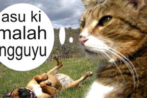 Gambar Binatang Lucu