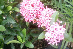 Gambar Bunga Asoka