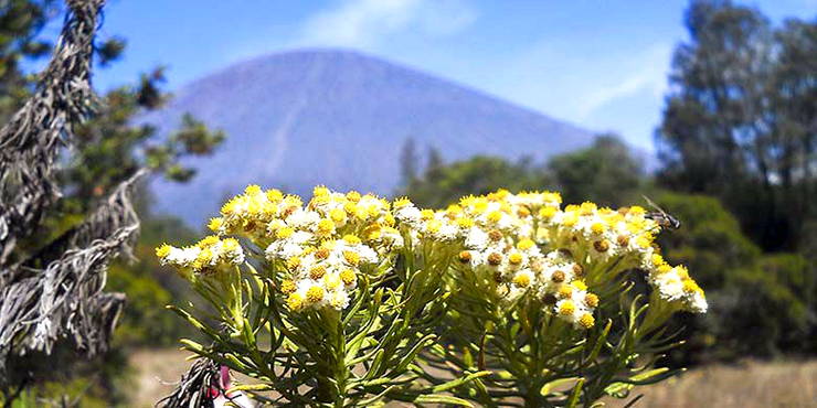  Gambar  Bunga  Edelweiss Harian Nusantara