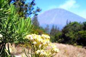 Gambar Bunga Edelweiss