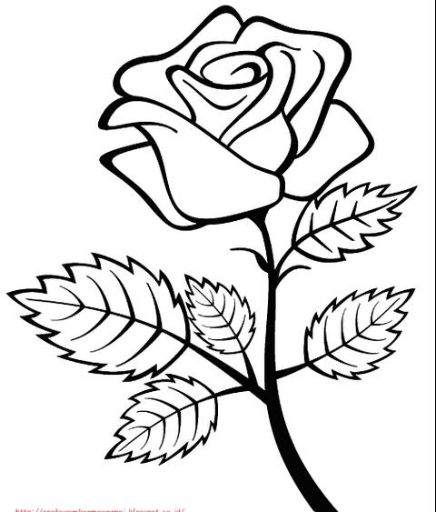 Gambar Bunga Mawar Kartun Harian Nusantara