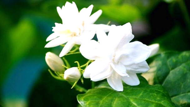  Gambar  Bunga  Melati Putih Harian Nusantara