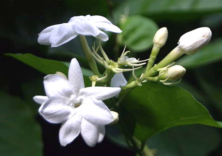 Gambar Bunga  Melati  Putih  Harian Nusantara