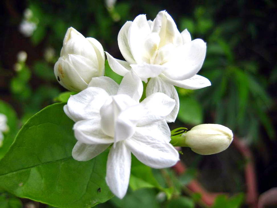 Gambar Bunga Melati Putih  Harian Nusantara