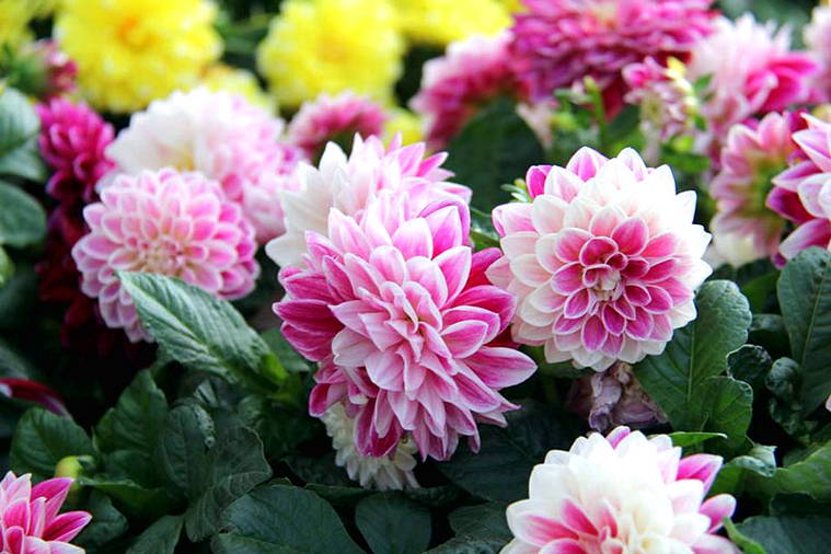 Wow 20 Bunga  Dahlia  Kartun  Gambar  Bunga  HD