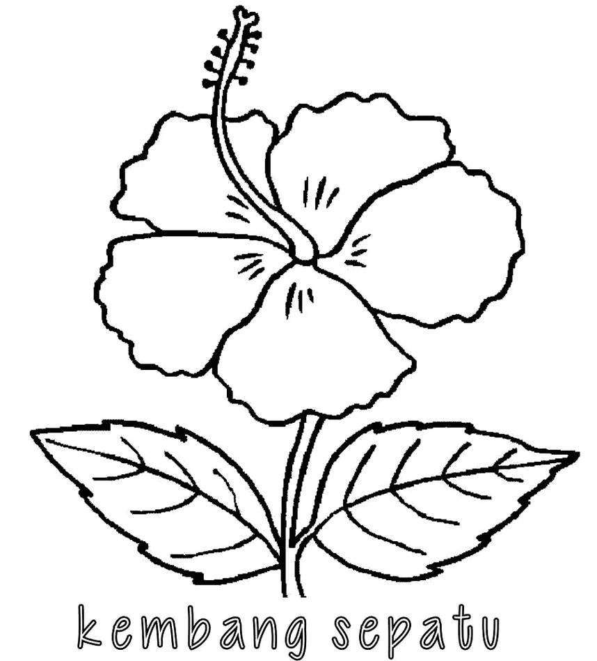 Gambar Bunga Sketsa | Harian Nusantara
