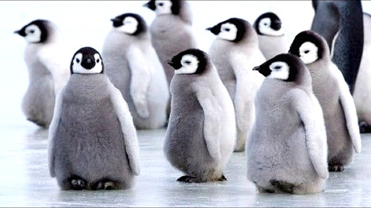 Gambar Pinguin Lucu Harian Nusantara