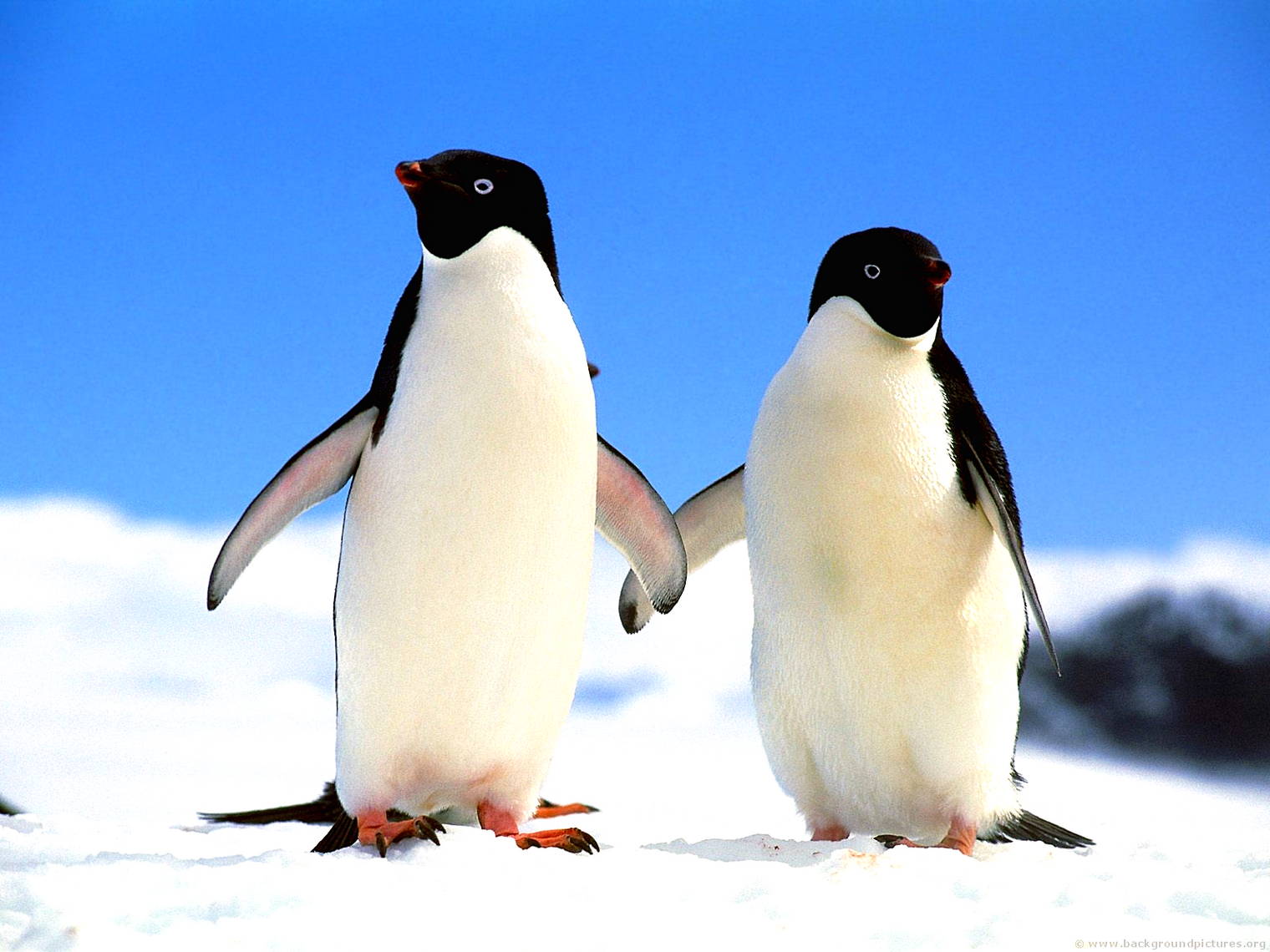 Gambar Pinguin Lucu Harian Nusantara