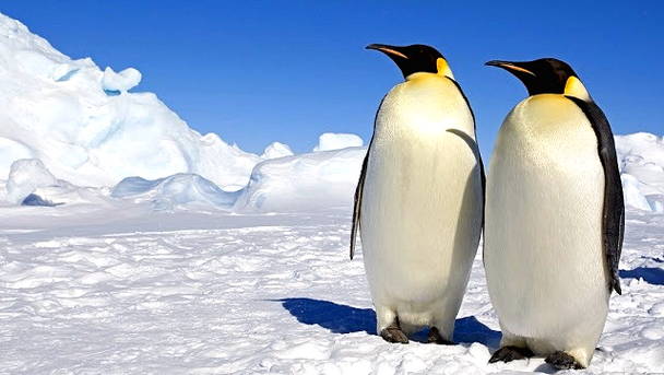  Gambar  Pinguin Lucu Harian Nusantara