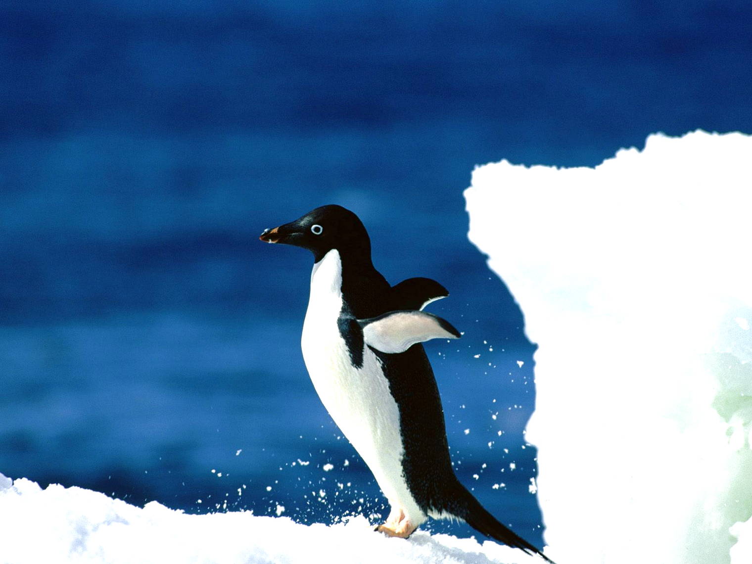  Gambar  Pinguin  Lucu  Harian Nusantara