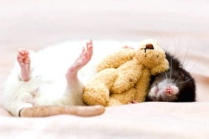 Gambar Tikus Lucu