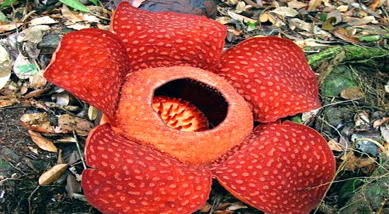 Gambar Bunga Raflesia Arnoldi Harian Nusantara