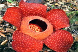 Gambar bunga raflesia arnoldi
