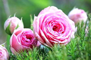 KUMPULAN GAMBAR BUNGA MAWAR PINK
