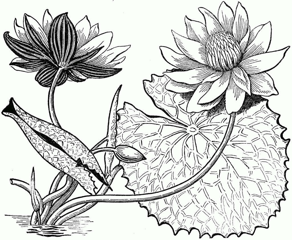 Sketsa Gambar Bunga Tanpa Warna - Gambar Bagian Tumbuhan