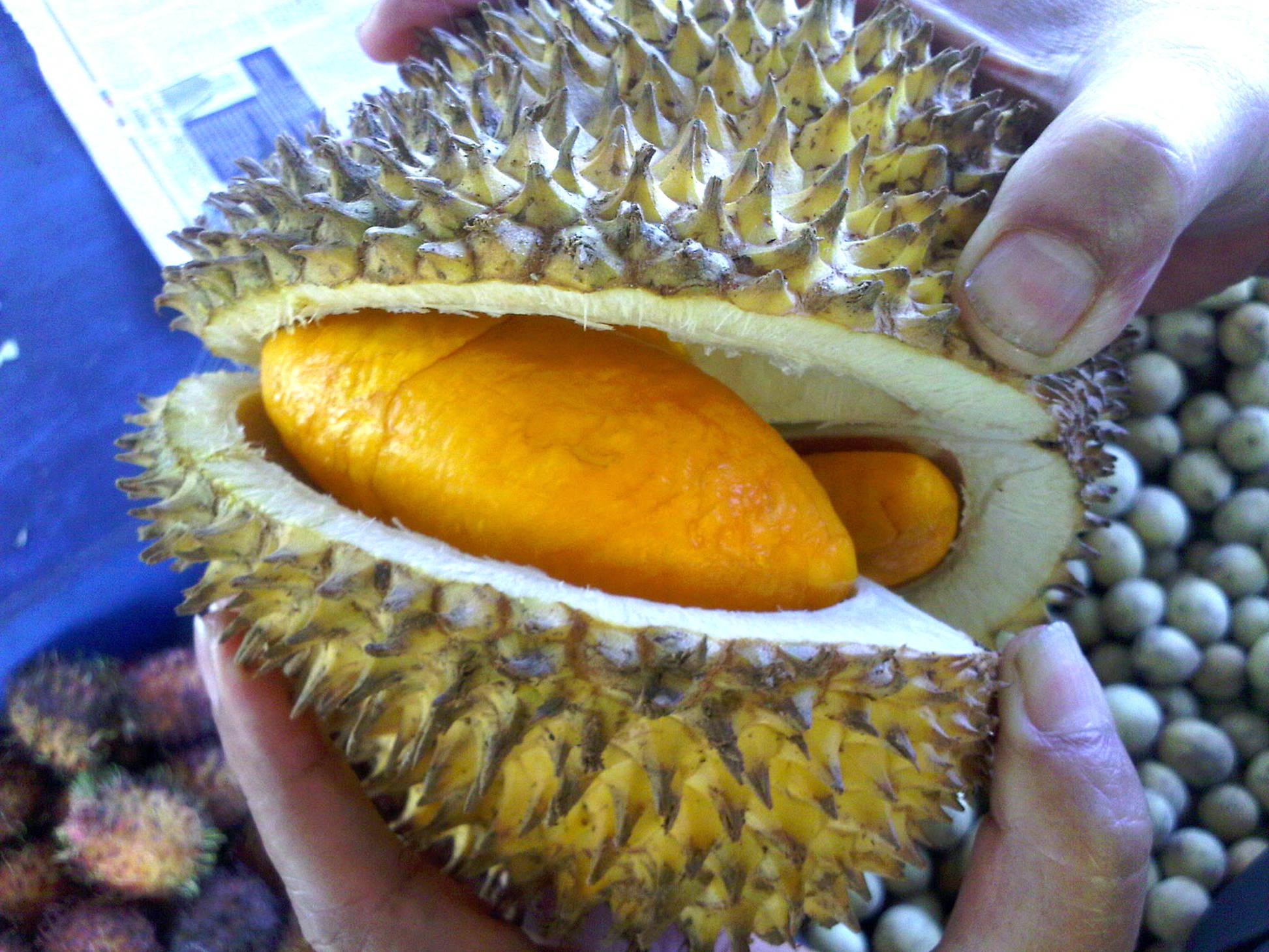 48 Gambar Meme Lucu Durian Terbaru Mymeku