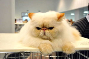 KUMPULAN GAMBAR KUCING ANGGORA LUCU