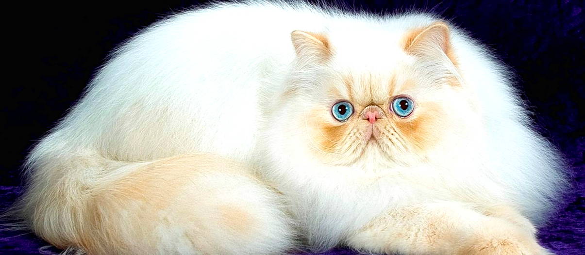 30 Gambar  Kucing  Lucu Tanpa  Warna  hajime gambar 