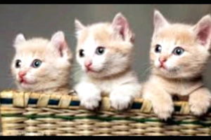 KUMPULAN GAMBAR KUCING LUCU DAN IMUT