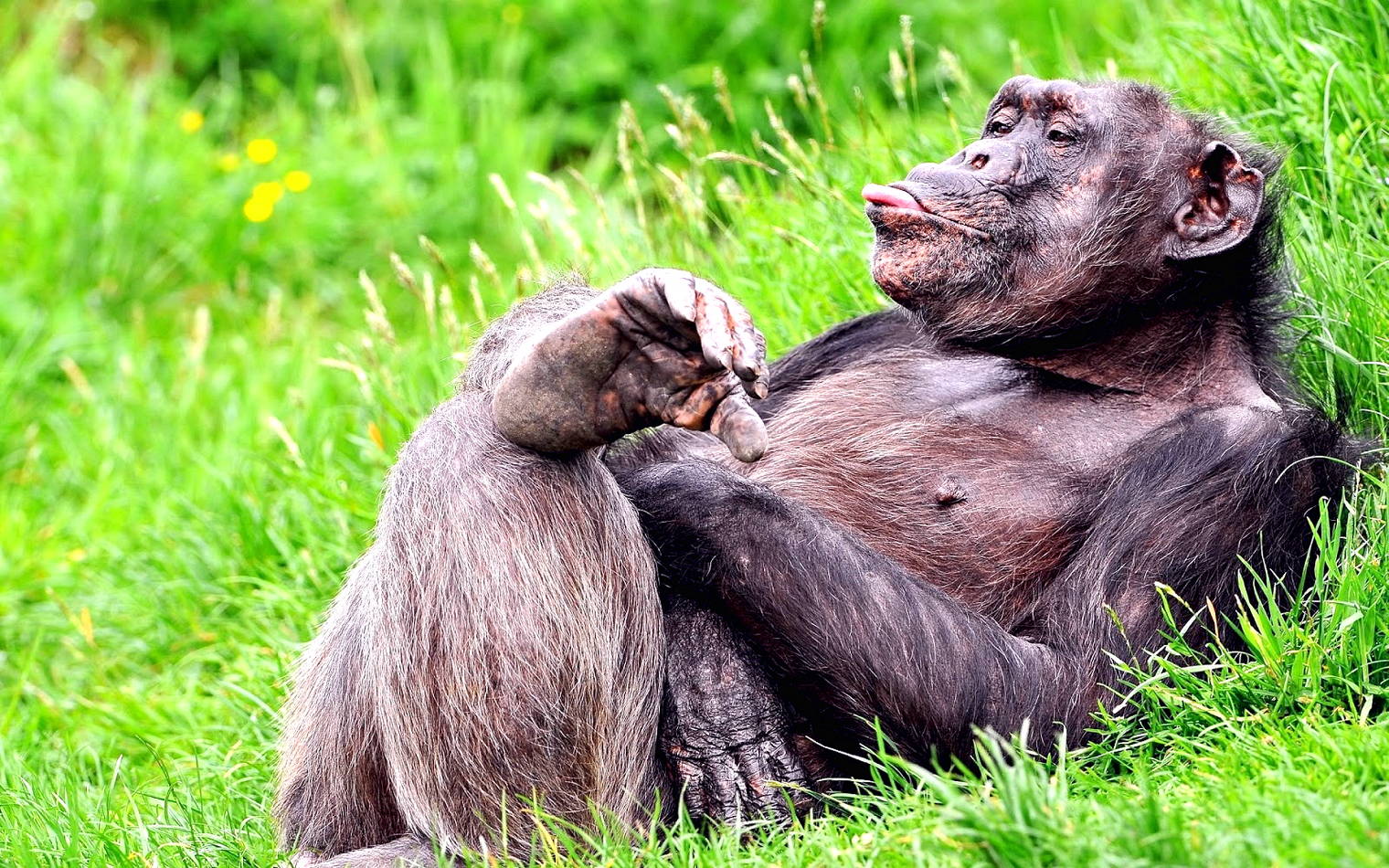 Kumpulan Gambar Lucu Monyet Harian Nusantara