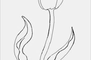 KUMPULAN SKETSA GAMBAR BUNGA TULIP