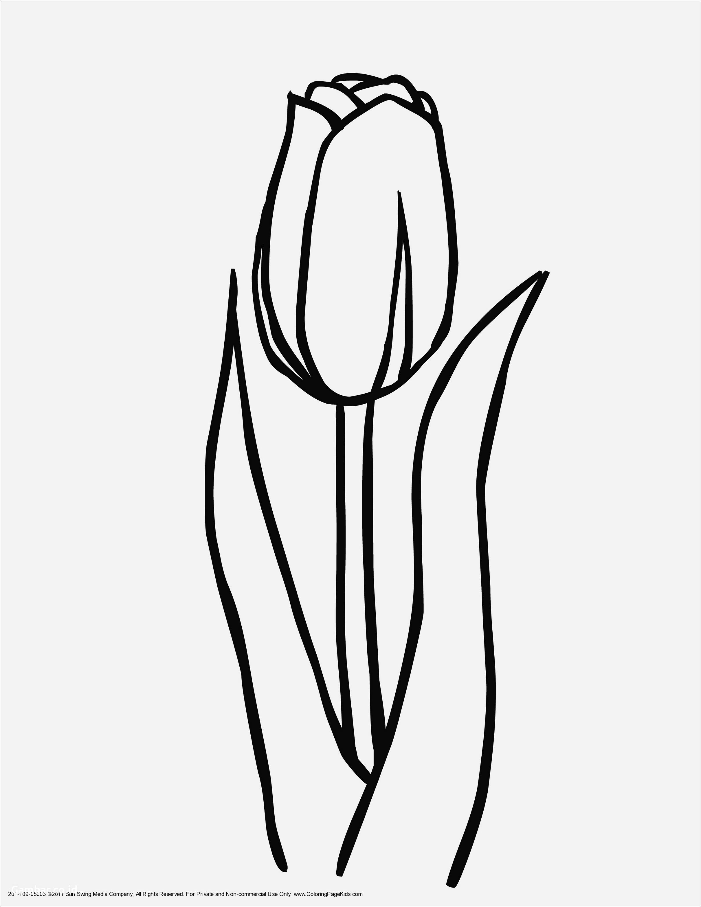 Kumpulan Sketsa Gambar Bunga Tulip1 Jpg