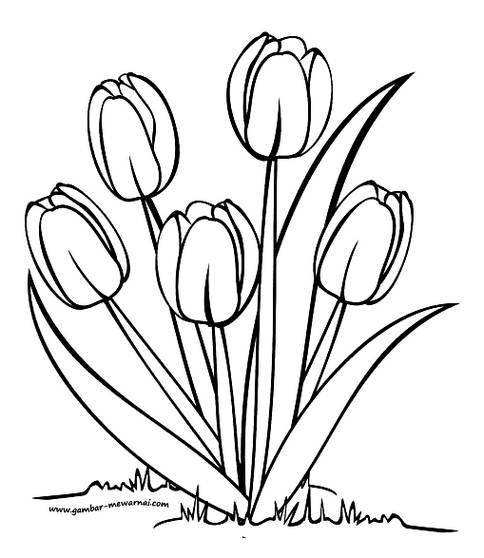 100 Gambar Sketsa Bunga Tulip Yang Mudah Kekinian