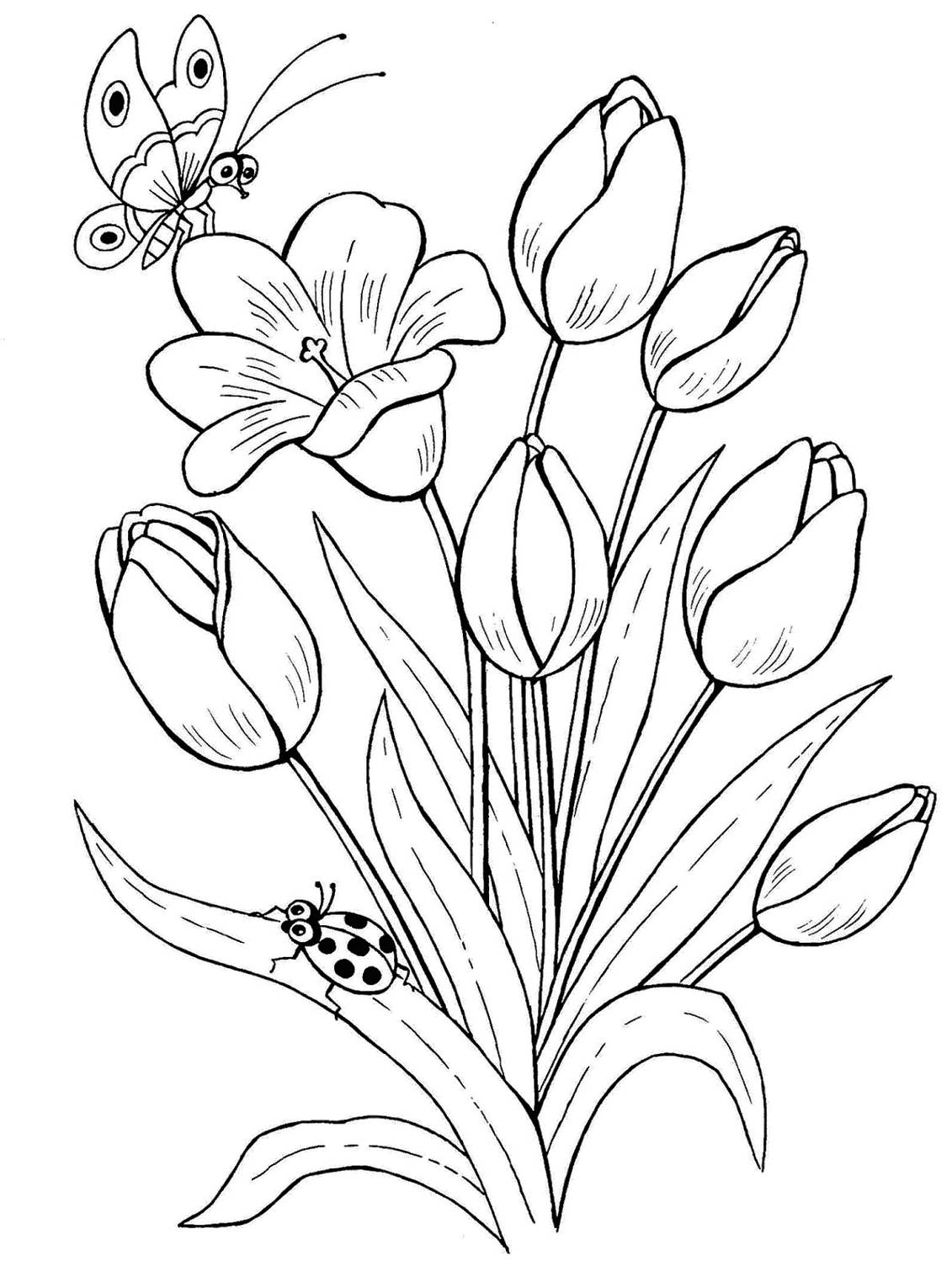 Sketsa Bunga Gambar Bunga Tulip Animasi Hitam Putih
