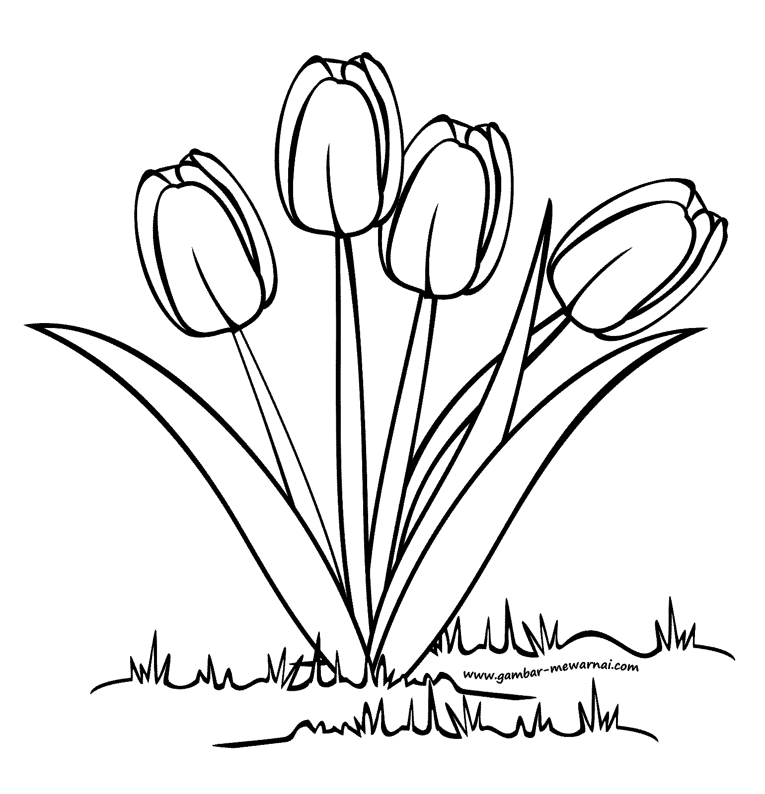 Sketsa Bunga Contoh Gambar Sketsa Bunga Tulip