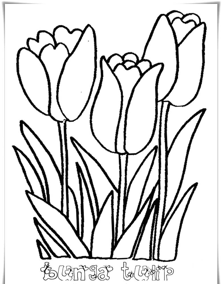 Gambar Bunga Tulip Sketsa