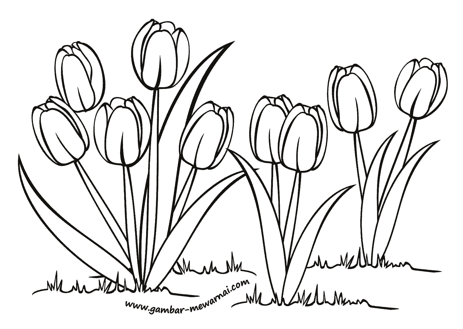 KUMPULAN SKETSA GAMBAR  BUNGA  TULIP Harian Nusantara